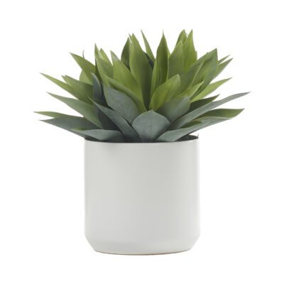 Aloe Plant in White Kendall Pot - 246017