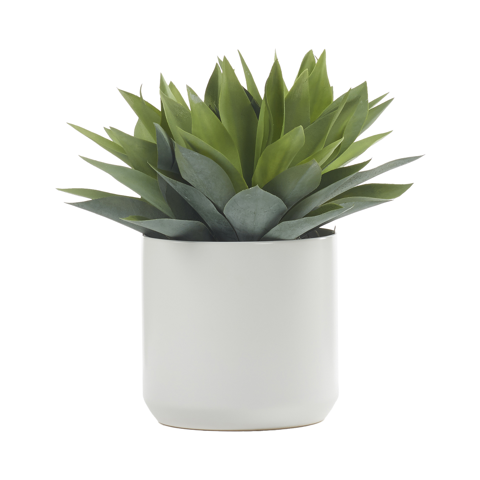 Aloe Plant in White Kendall Pot - 246017