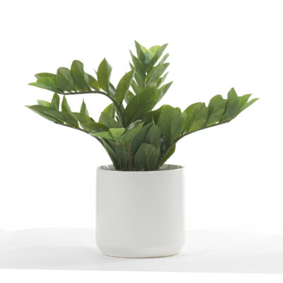 Zamiifolia in White Kendall Pot - 246018