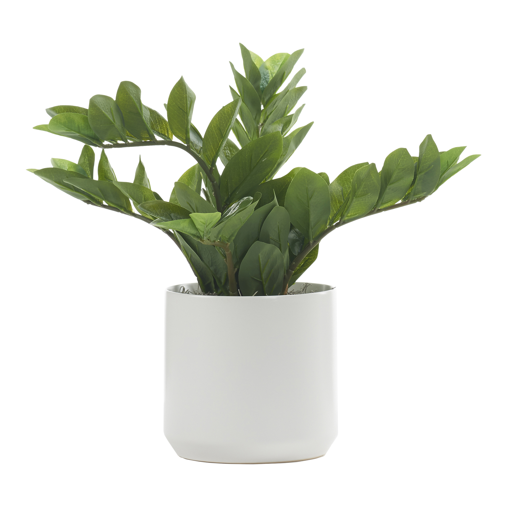 Zamiifolia in White Kendall Pot - 246018