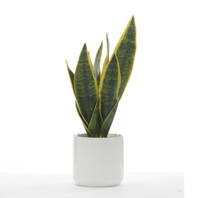 Snake Plant in White Kendall Pot - 246020