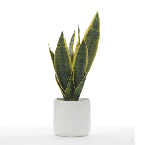 Snake Plant in White Kendall Pot - 246020
