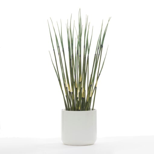 Horsetail Reed in White Kendall Pot - 246021