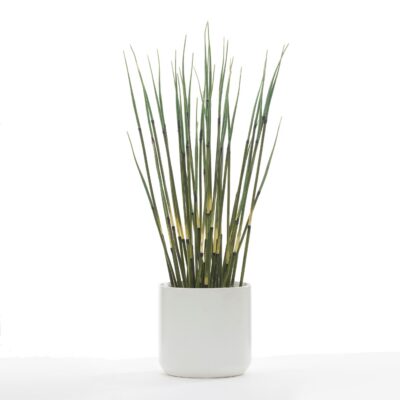 Horsetail Reed in White Kendall Pot - 246021