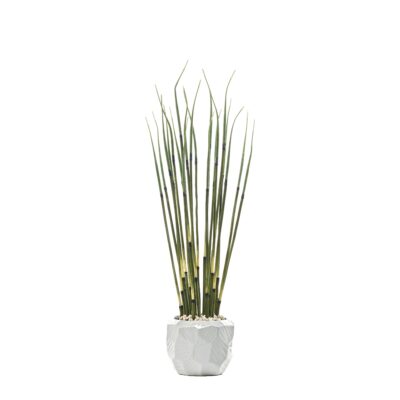 Small Horsetail Reed in Medium White Flintstone Planter - 246024