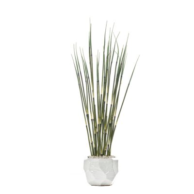 Large Horsetail Reed in White Geo Planter - 246025