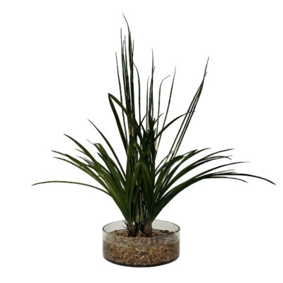 Horsetail Reed & Areca Grass in Glass Bowl - 246028