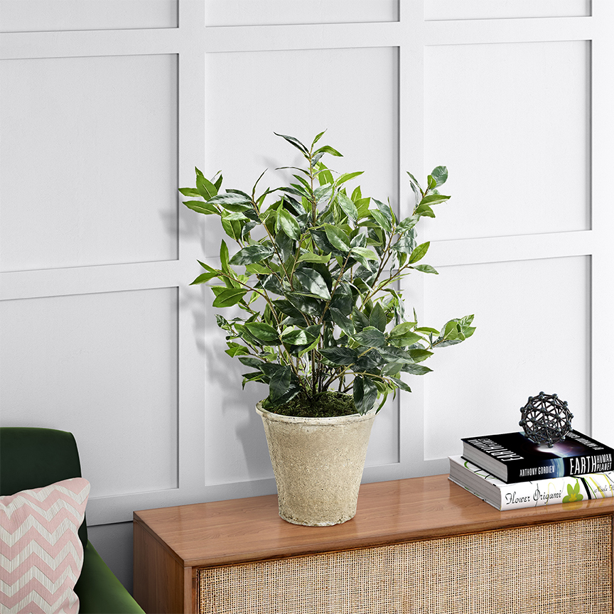 Bay Leaves in White Terra Cotta Planter - 246031 - Image 2