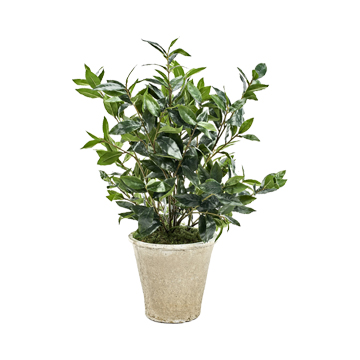 Bay Leaves in White Terra Cotta Planter - 246031
