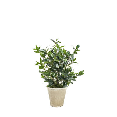 Bay Leaves in White Terra Cotta Planter - 246031