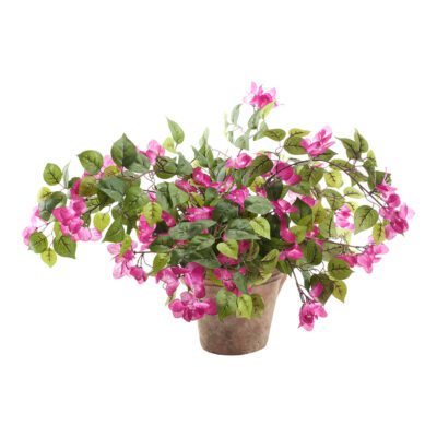 Bougainvillea in Dwell Planter - 246032