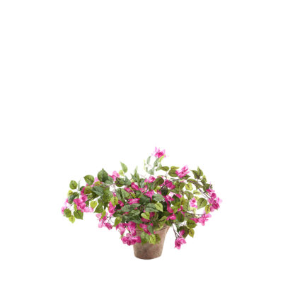 Bougainvillea in Dwell Planter - 246032