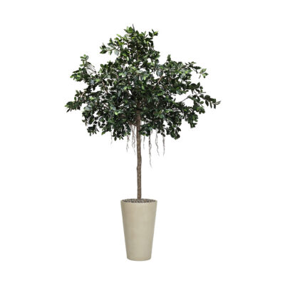 Compact Ficus Tree in Matte Planter 10.5' - 317717