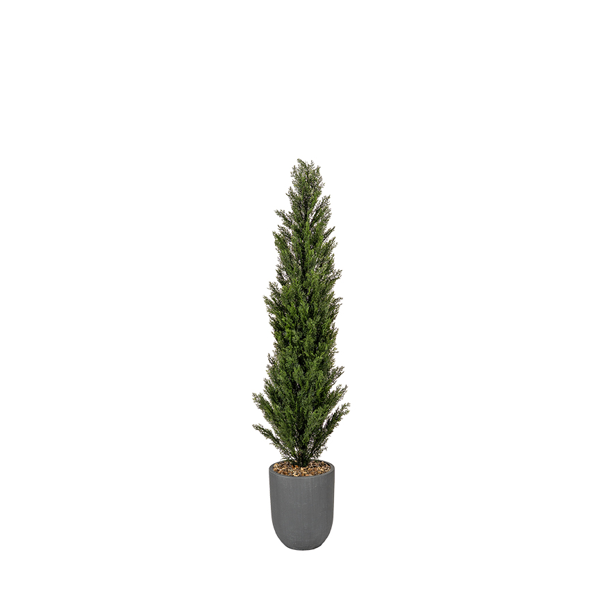 Cedar Tree in Campbell Planter 6.5' - 319413