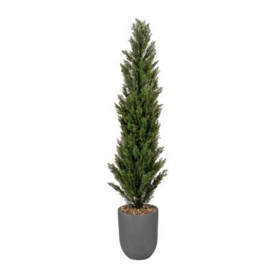 Cedar Tree in Campbell Planter 6.5' - 319413