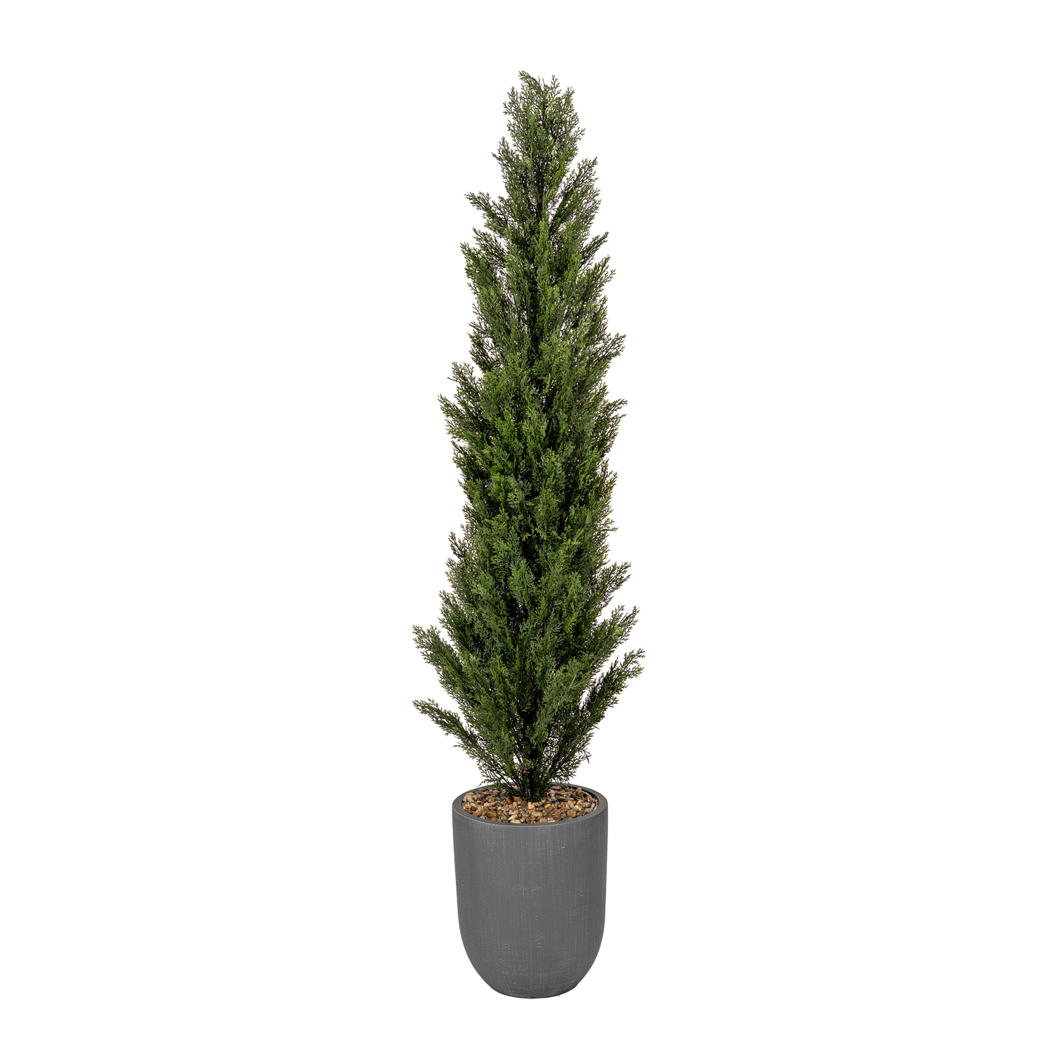 Cedar Tree in Campbell Planter 6.5' - 319413