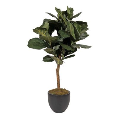 Brazilian Fiddle Leaf Fig in Taylor Planter 5.5' - 319706