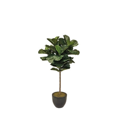 Brazilian Fiddle Leaf Fig in Taylor Planter 5.5' - 319706