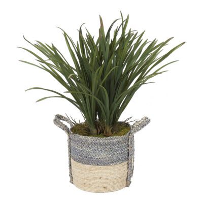Areca Grass in Blue/Tan Basket with Handles 2' - 319912