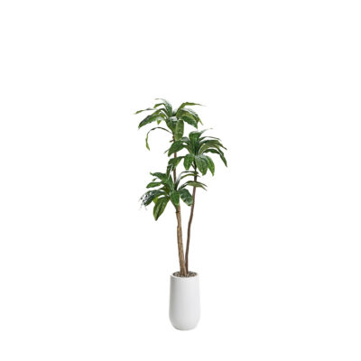 Birdnest Palm in Quinn Planter 6' - 320926-2532