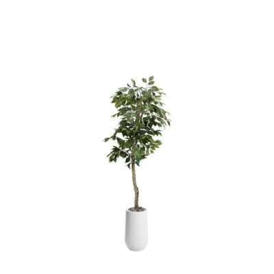 Green Ficus Tree in Clay Planter 6' - 320927-2532