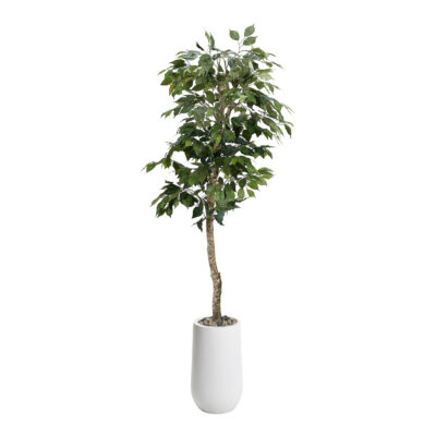 Green Ficus Tree in Quinn Planter 6' - 320927-2532