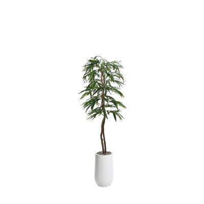 Weeping Ficus in Quinn Planter 6' - 320928-2532