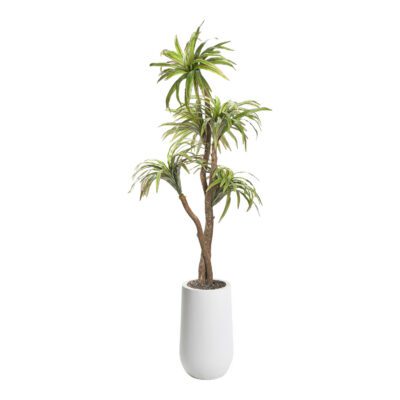 Dracaena Tree in Quinn Planter 6' - 320929-2532