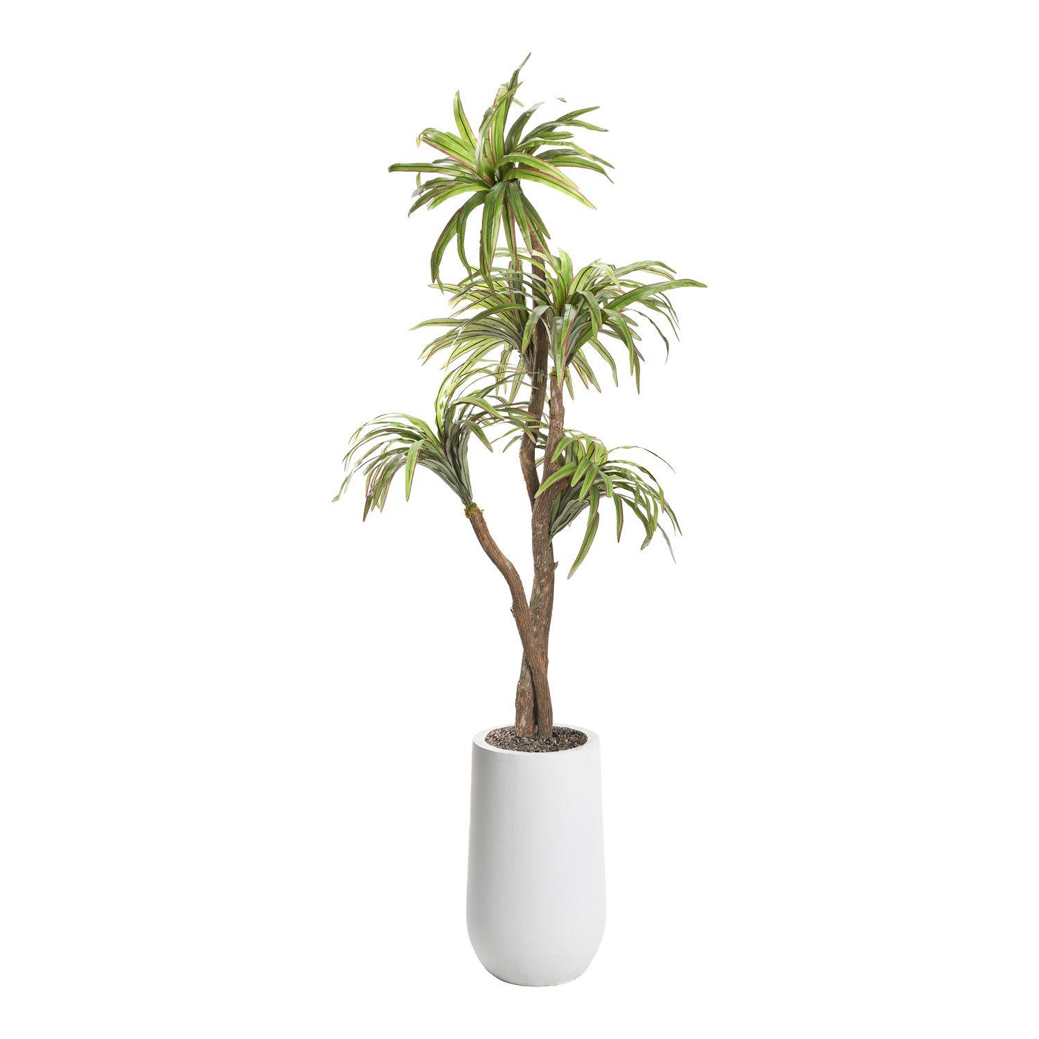 Dracaena Tree in Quinn Planter 6' - 320929-2532