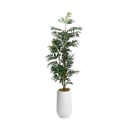 Phoenix Palm in White Clay Planter 6' - 320930-2532