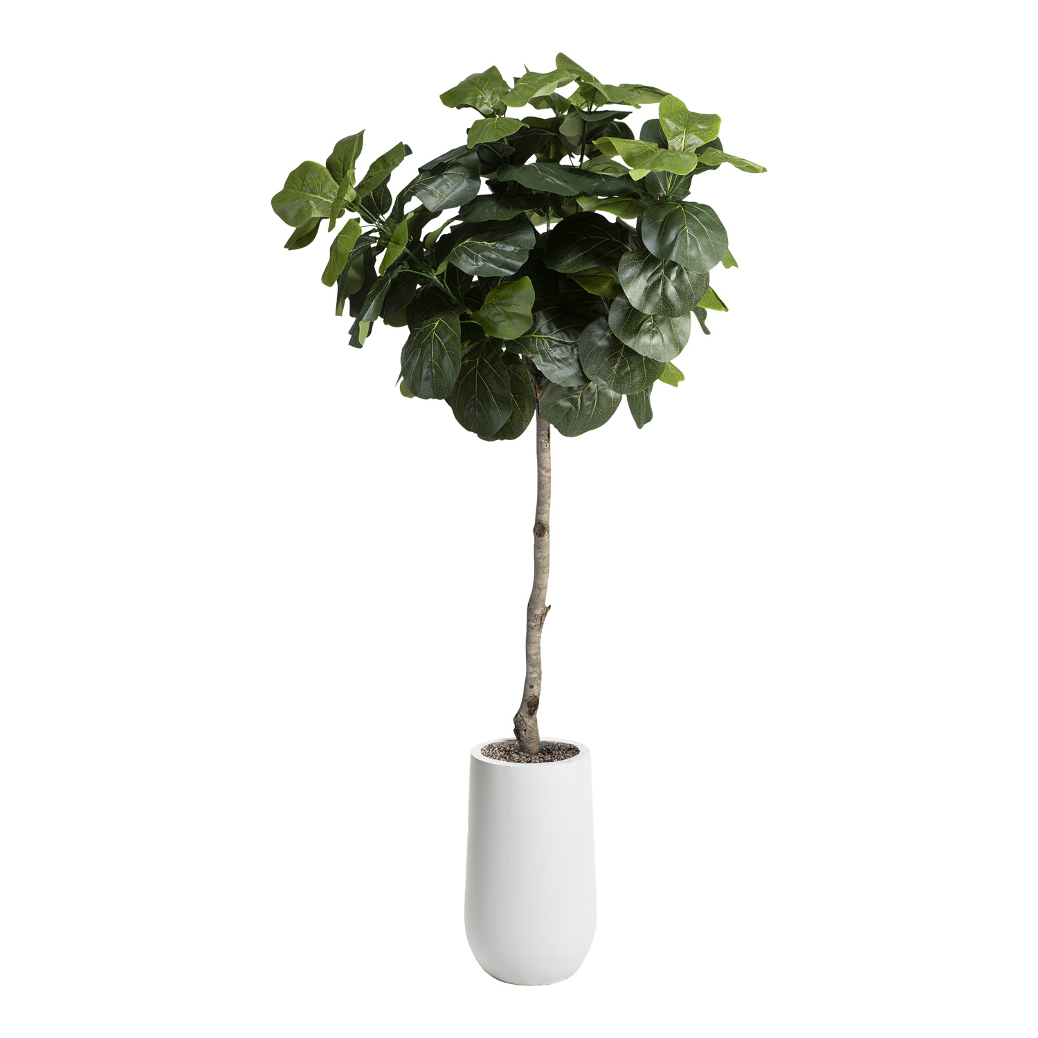 Fiddle Leaf Fig in Quinn Planter 6' - 320931-2532