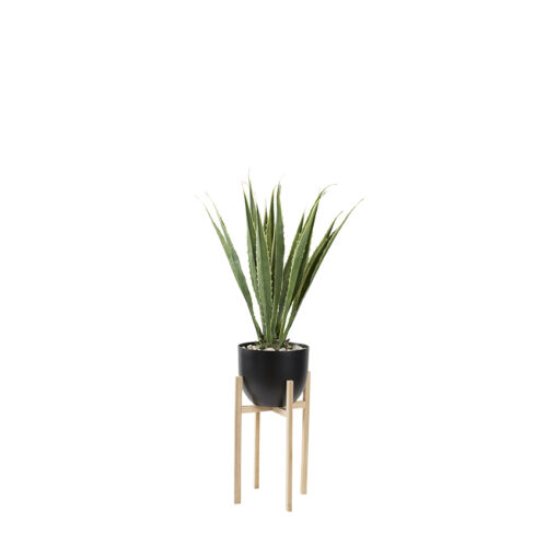 Agave Plant in Catalina Planter 5.3' - 321232