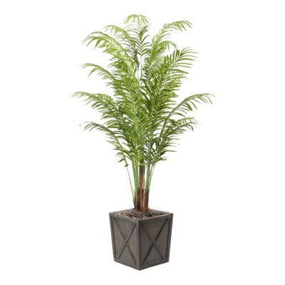 Areca Palm in Grange Planter 8' - 321842