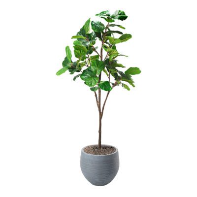 Fiddle Leaf Fig in Riband Planter 7' - 321869