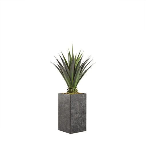 Agave in Everett Planter 5.5' - 321896