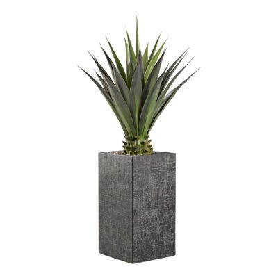 Agave in Everett Planter 5.5' - 321896