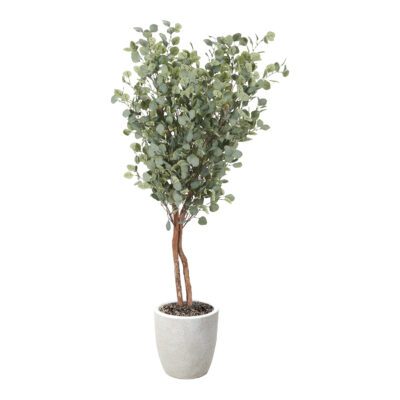 Eucalyptus Tree in Hudson Planter 7' - 321920-2818