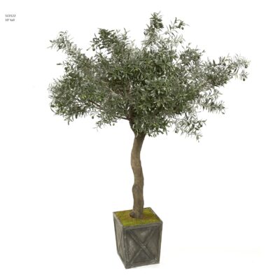 Weathered Olive Tree - 322122