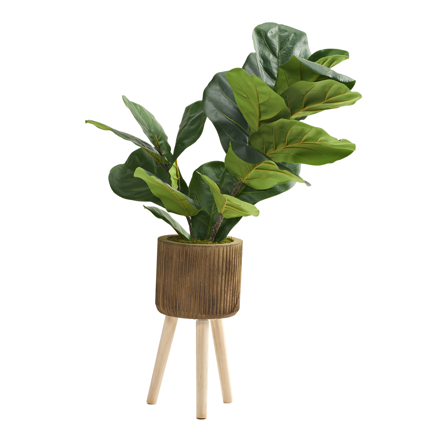 Fiddle Leaf Fig in Asher Planter with Legs 2.6' - 322123