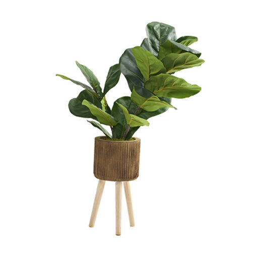 Fiddle Leaf Fig in Asher Planter with Legs 2.6' - 322123 - Image 2