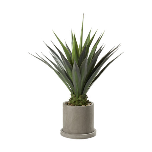 Agave Plant in Marta Planter 4' - 322700 - Image 2