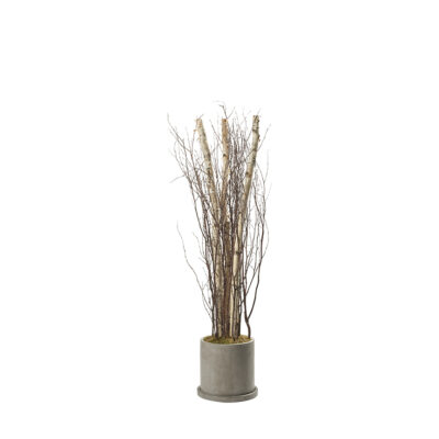 Birch Poles and Tops in Marta Planter 7' - 322701