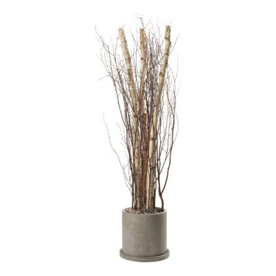 Birch Poles & Tops in Marta Planter 7' - 322701