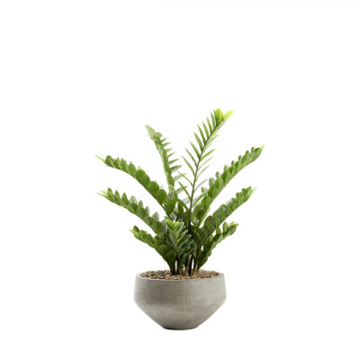 Zamiifolia Bush in Grey Newport Bowl - 322702