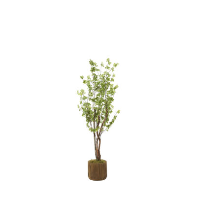 Star Foliage Branch in Asher Planter 5.5' - 322705