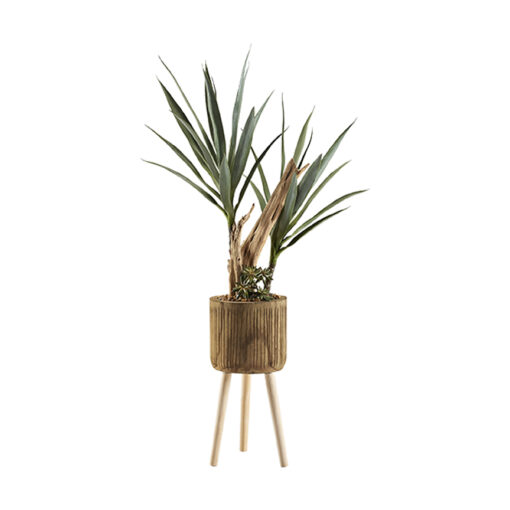 Dracaena & Ghostwood in Asher Planter with Legs 3.7' - 322913 - Image 2