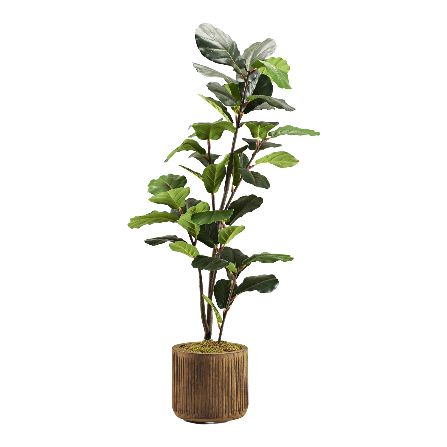 Fiddle Leaf Fig in Asher Planter 4.5' - 322914