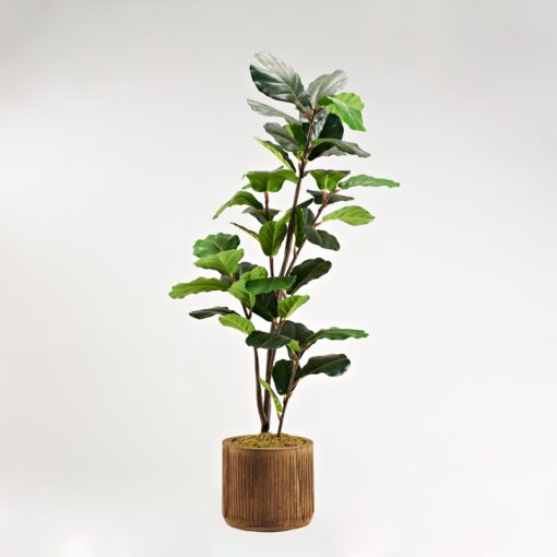 54" Fiddle Leaf Fig Tree in Round Wooden Stain Wash Planter with Grooves - 322914
