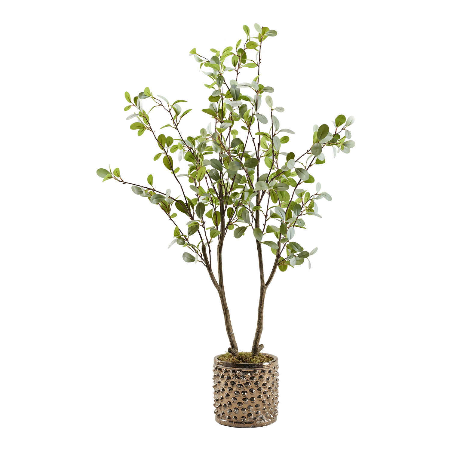 Mini Eucalyptus in Pierce Planter 4' - 322918