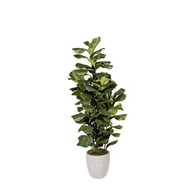Jumbo Fiddle Leaf Fig in Hudson Planter 8' - 323014-2817